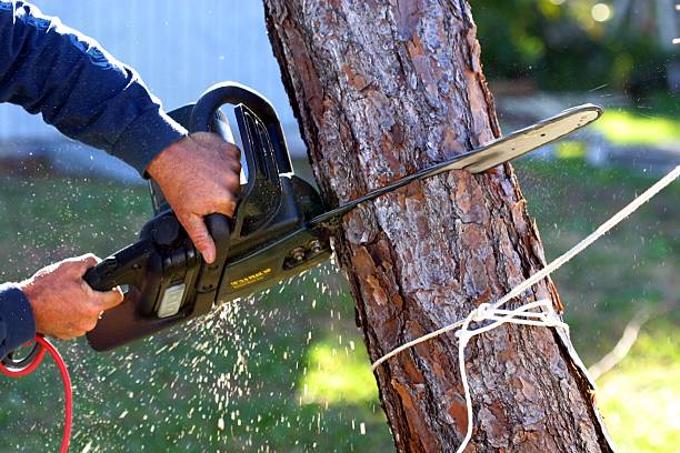 Best Tree Risk Assessment  in Derwood, MD