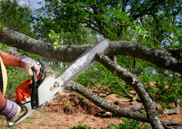 How Our Tree Care Process Works  in  Derwood, MD